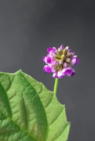 Reset di gennaio: come il Bakuchiol rinnova la pelle senza retinolo